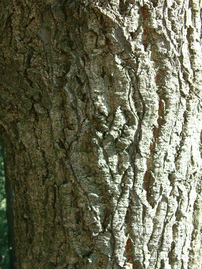 Quercus crenata / Cerro-sughera